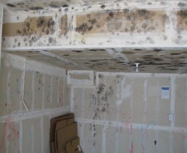 Mould Remediation