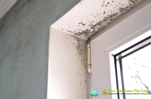 Health Effects of Long-Term Mould Exposure